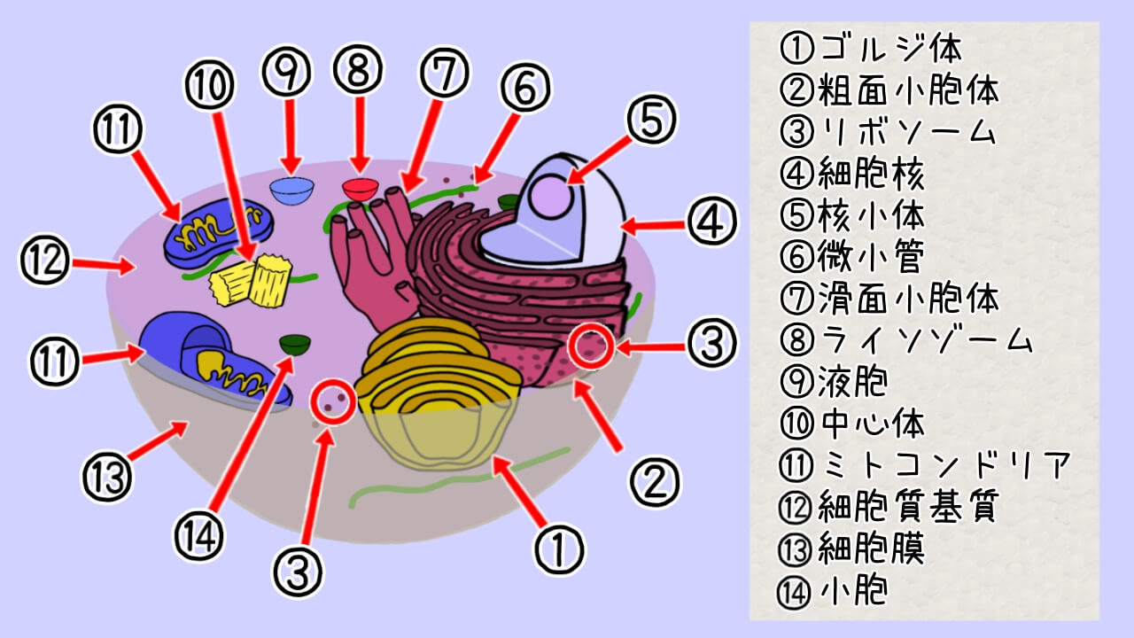 アイセル病の娘と笑って怒って悩んで生きる 医療的ケア児の育児ブログ あんじと呼吸器ライフ