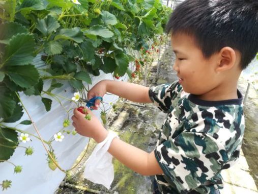 車椅子ok 人工呼吸器ok 茨城のバリアフリーないちご狩り あんじと呼吸器ライフ